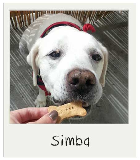 Simba avec nos biscuits personnalisés pour chiens